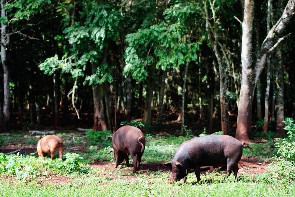 Pousada Guata Pora Foz do Iguaçu Exterior foto